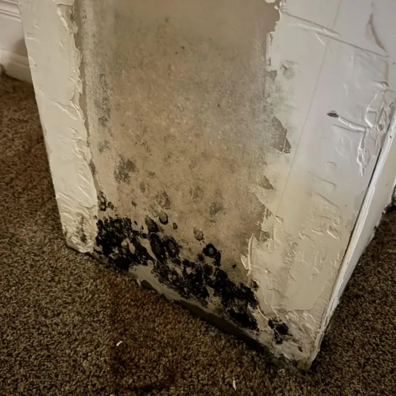 Professional Mold Removal in Framingham Center, MA